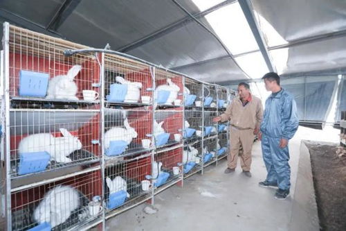 招商项目接地气 撑起村民致富伞
